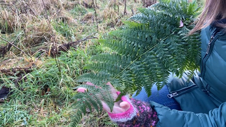 A person holding a fern branch found in woodland.