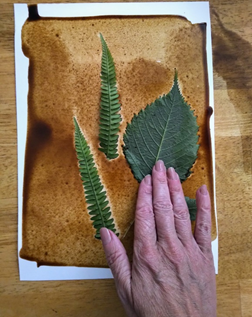 A hand pressing leaves on to the wet coffee washed paper