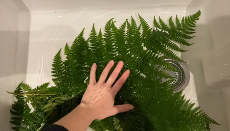 A hand submerging fern branches in a tub of water.